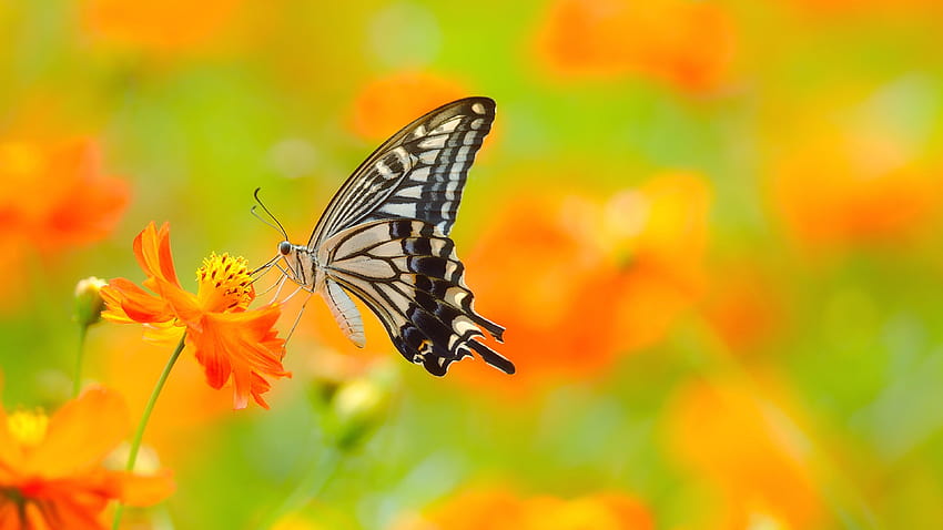butterfly, colorful, flowers, yellow, insects, Animals, yellow butterfly HD wallpaper