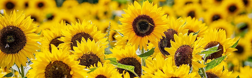 How To Grow Sunflower Microgreens Fast And Easy, 1920x600 aesthetic flowers HD wallpaper