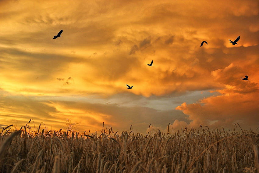 Lever du soleil coucher du soleil: épis oiseaux ciel herbe blé troupeau champ, fond de ciel Fond d'écran HD