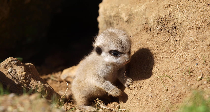 Cute Baby Meerkat by Daily, meerkats HD wallpaper