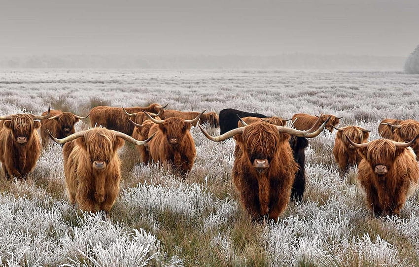 Highland Cattle Best 76678, fluffy cows computer HD wallpaper