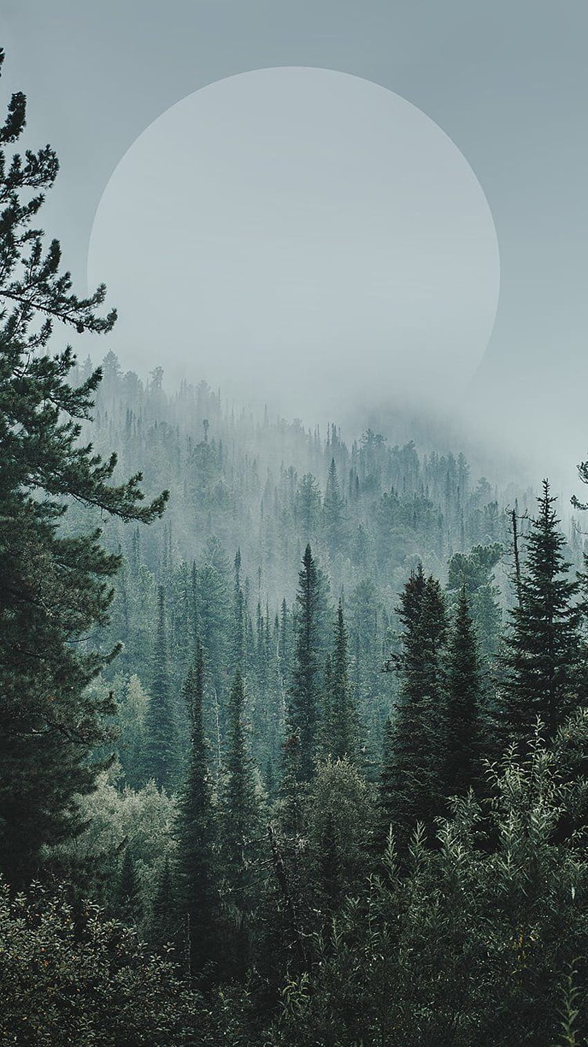 Aesthetic Forest postado por Ryan Walker, estética da floresta Papel de parede de celular HD