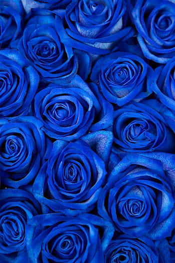Blue aesthetic, flowers, HD phone wallpaper