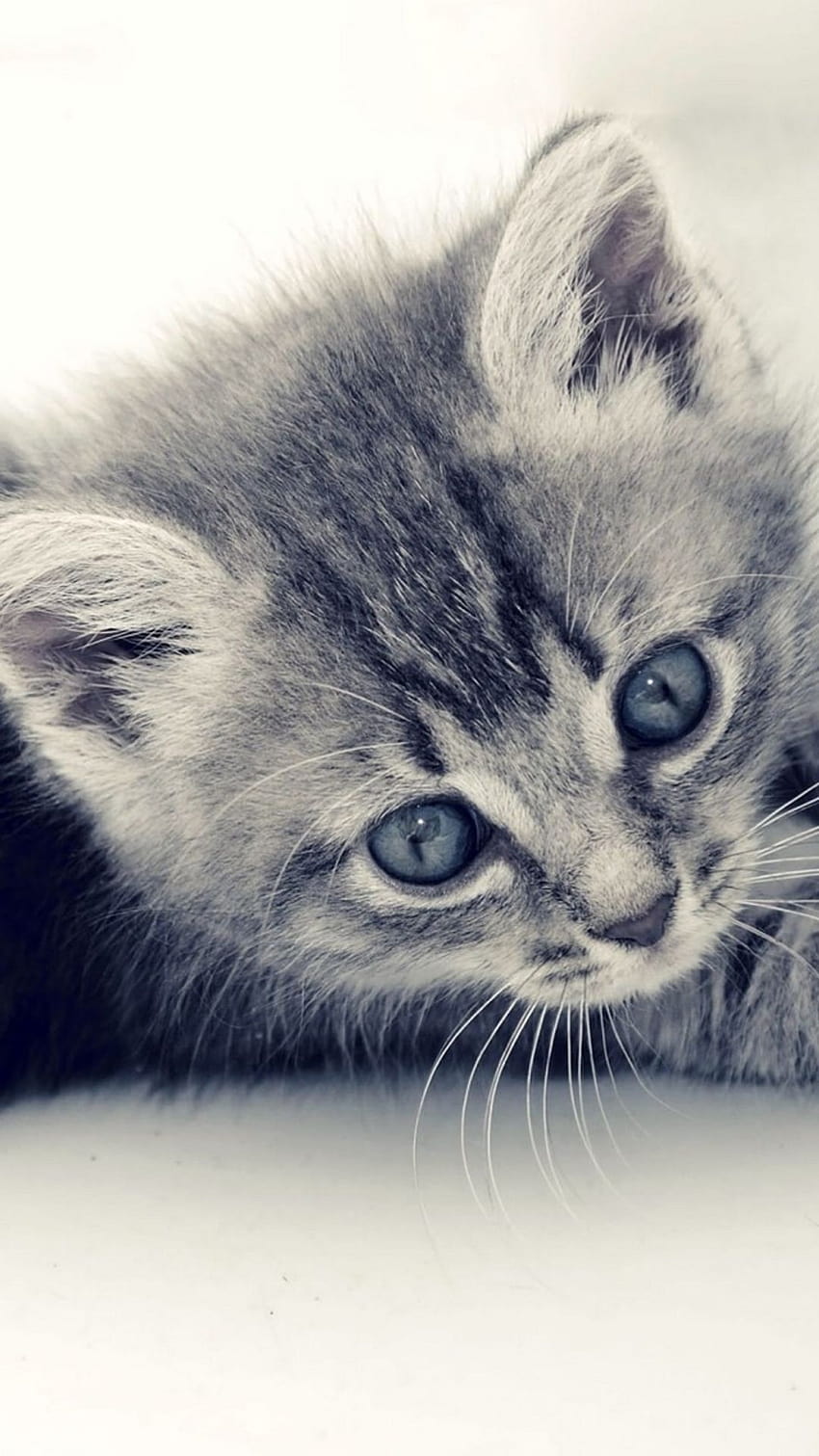 Cute Cat Kitten Macro Gray Backgrounds iPhone 6, grey kittens HD phone wallpaper