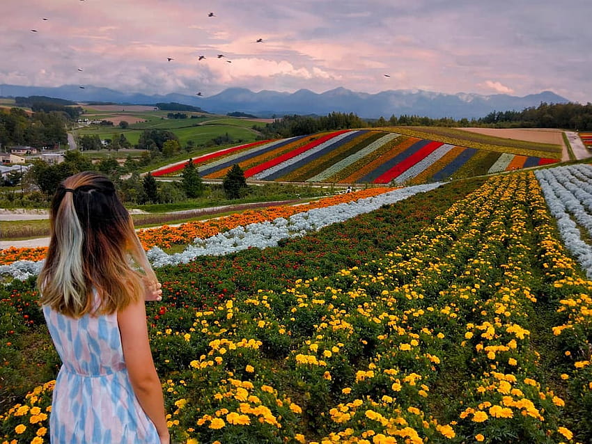 Skala luar biasa di Hokkaido!, taman bunga shikisai no oka Wallpaper HD