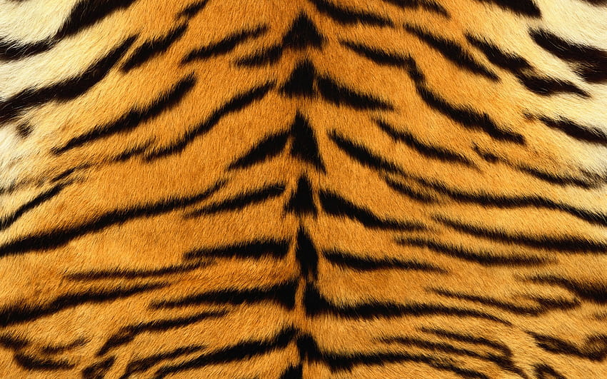 : skin, tiger, stripes, fur, striped 1920x1200, tiger stripes HD ...