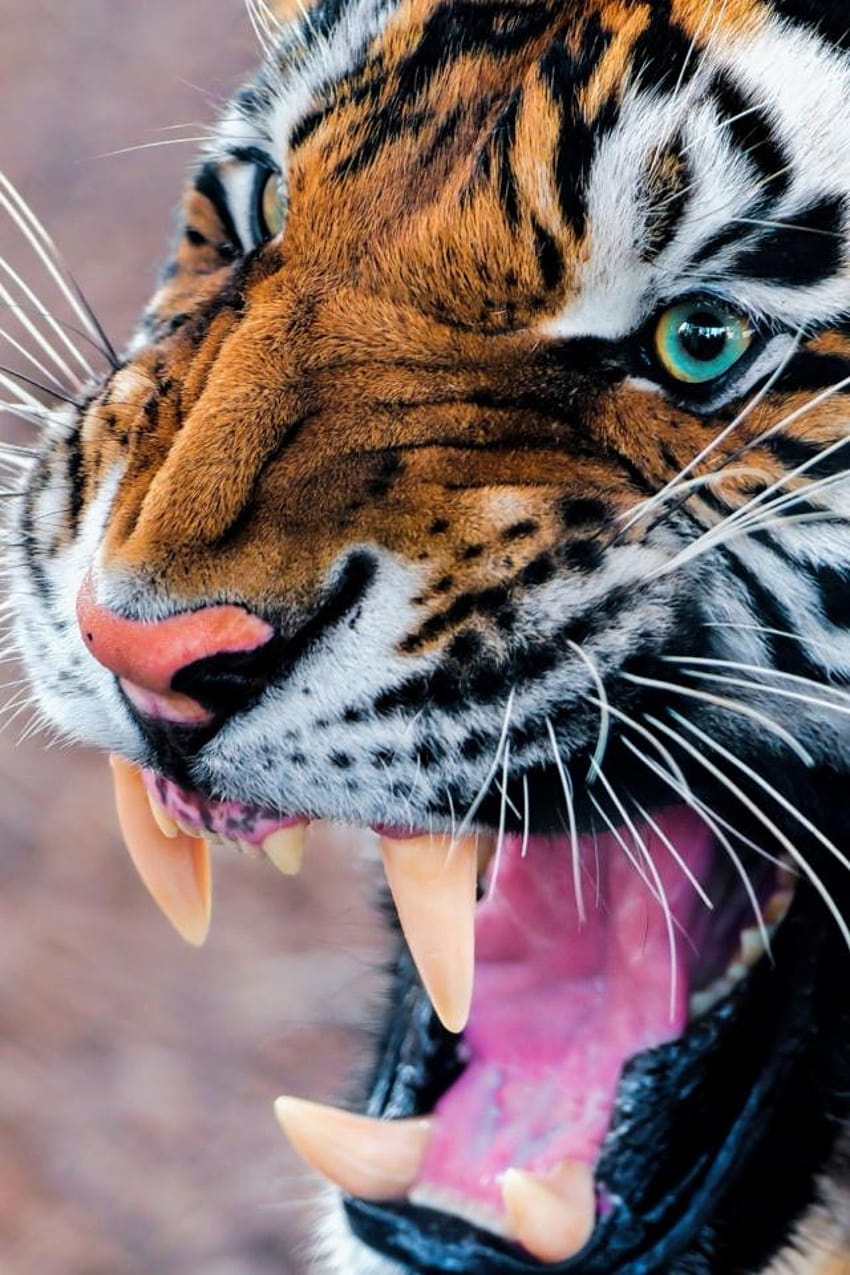 42 Tiger Wallpapers HD 4K 5K for PC and Mobile  Download free images  for iPhone Android