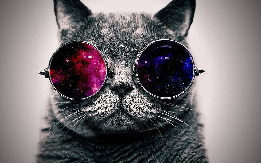 แมวกับสัตว์แว่นตาจักรวาล 1920x1200 1233 [1920x1200] สำหรับคุณ มือถือและแท็บเล็ต แมวบ้า วอลล์เปเปอร์ HD