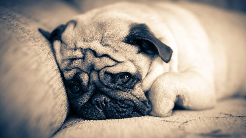 110+ Pug HD Wallpapers and Backgrounds