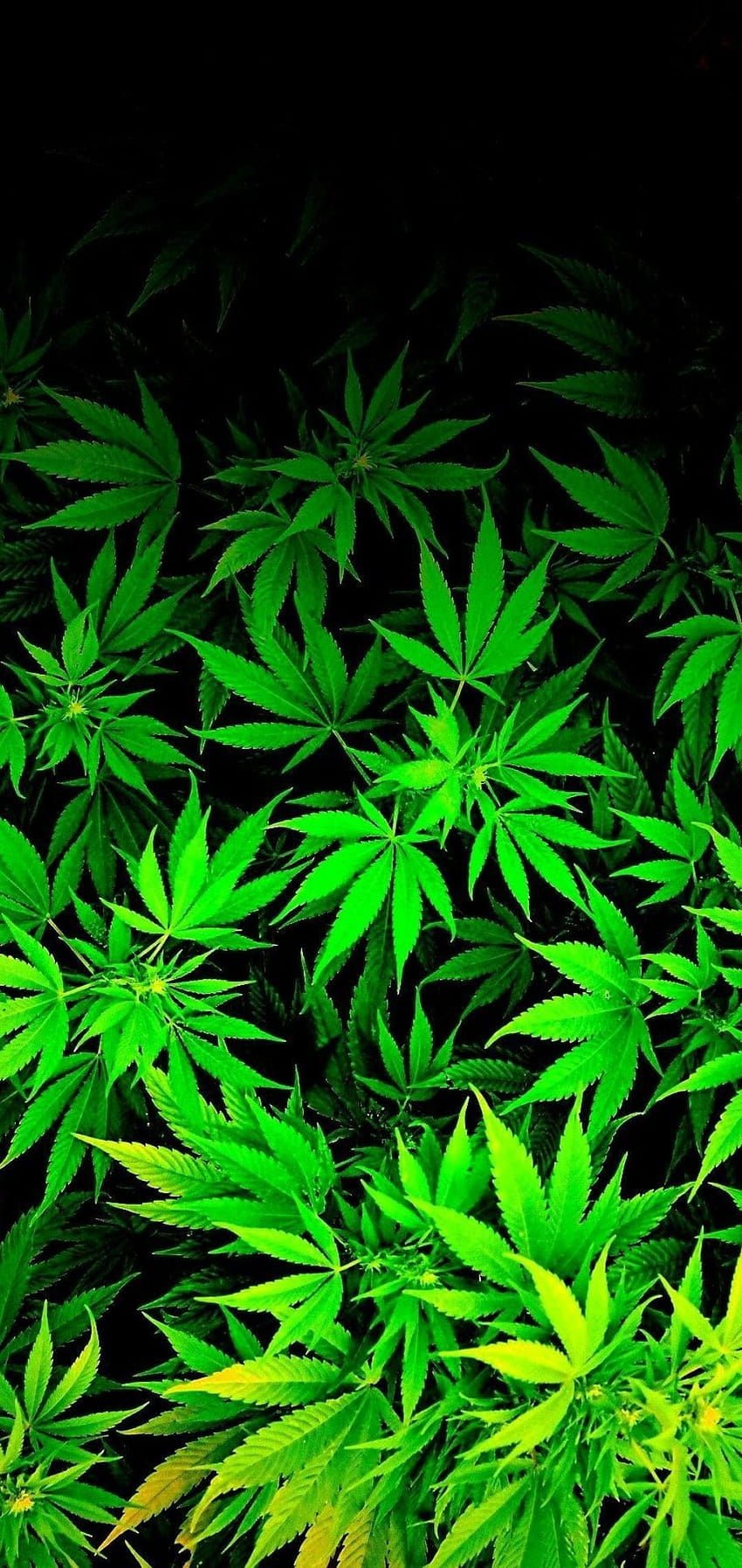 Cannabis : Top Cannabis Backgrounds [ 4 ], aesthetic marijuana HD phone wallpaper