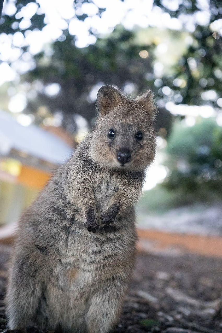 : selective focus graphy of gray animal, quokka android HD phone wallpaper