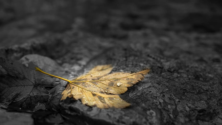 nature, Fall, Leaves, Maple Leaves, Water Drops, Depth Of Field, Stone, Stones, Selective Coloring, Dew / and Mobile Backgrounds, autumn leaves grey HD wallpaper