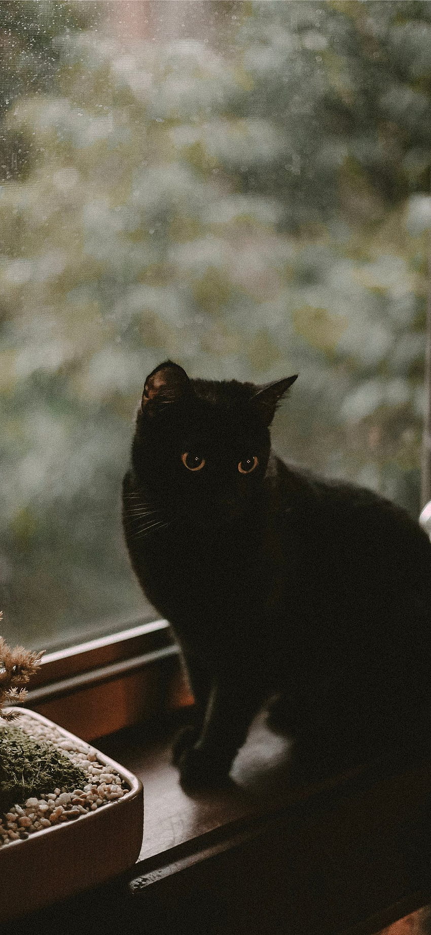 kara kedi iPhone, kedi estetiği HD telefon duvar kağıdı
