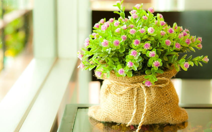 flower ,flowerpot,flower,plant,houseplant,bouquet HD wallpaper
