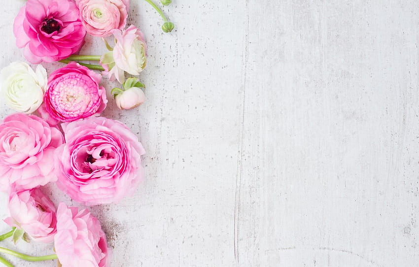 white, pink, pink flowers, flowers, beautiful, buttercups, white ranunculus HD wallpaper