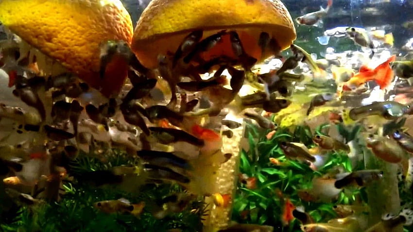 My Guppies fish Eat Oranges 2017 HD wallpaper