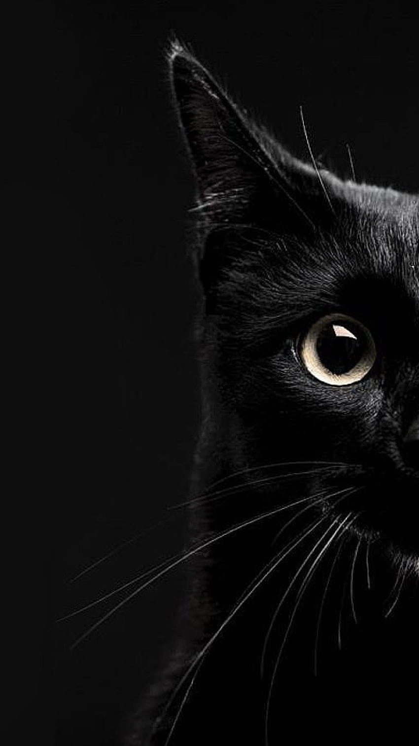 Black Cat Iphone, черна котка минималистичен HD тапет за телефон