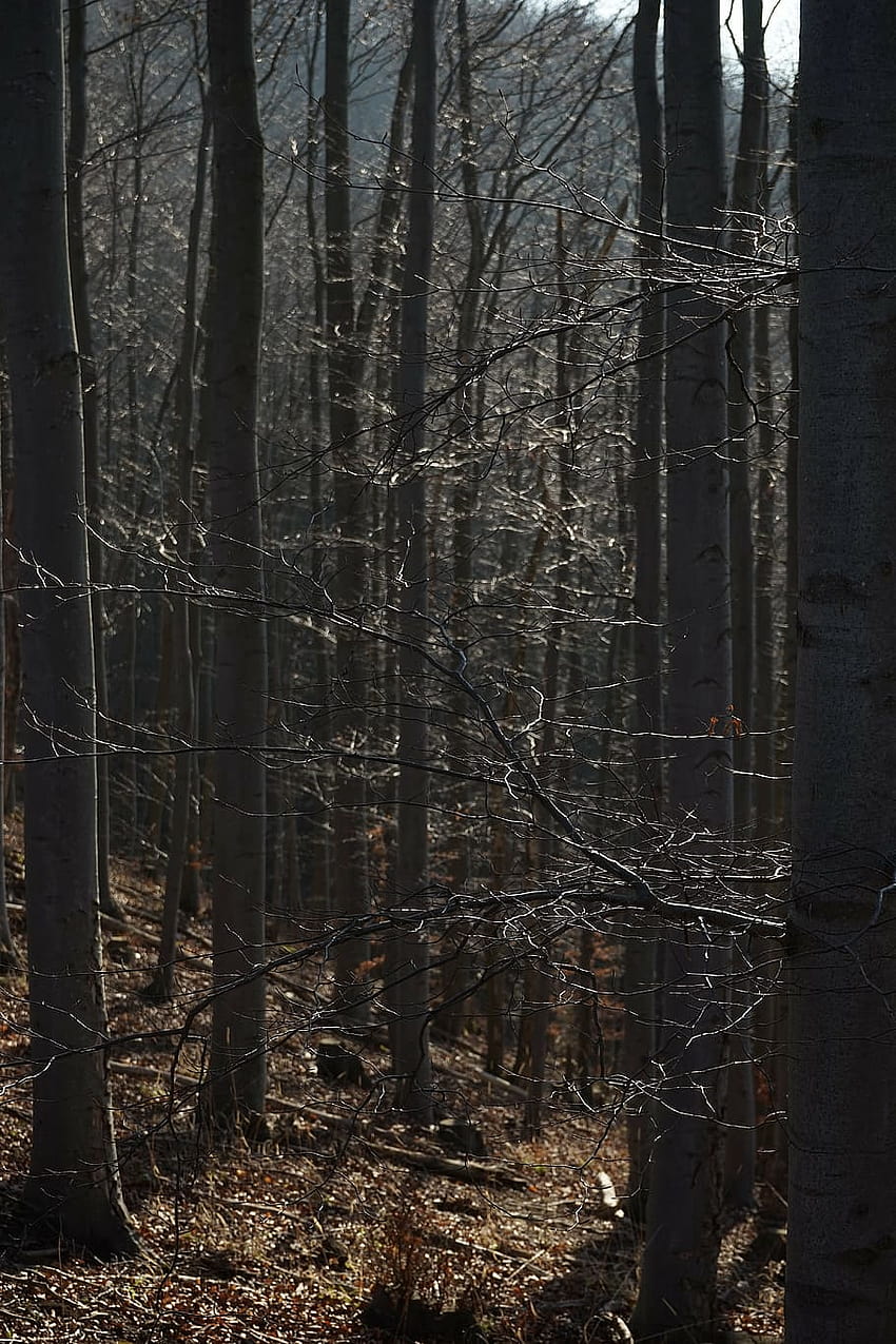 : branches, forest, aesthetic, beech wood, trees, aesthetic forest HD phone wallpaper