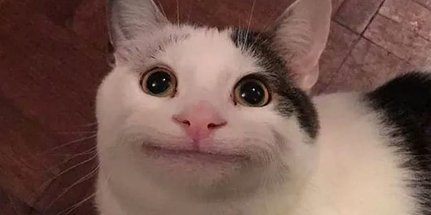 Meme Katze, höfliche Katze HD-Hintergrundbild