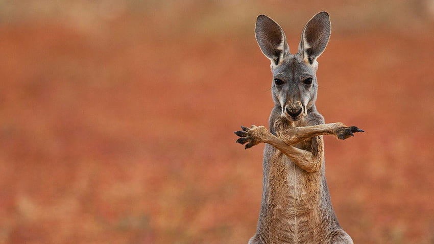 kangaroos HD wallpaper