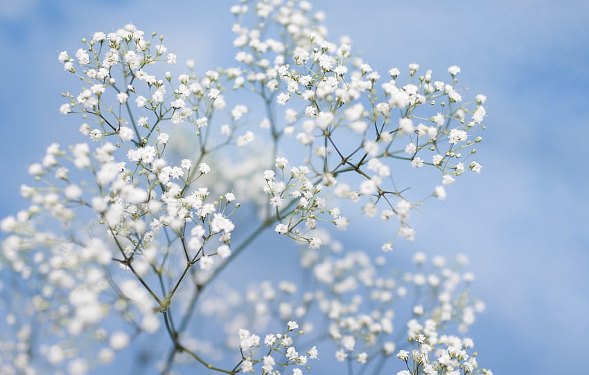 Blumen, Zärtlichkeit, blauer Hintergrund, Bokeh, Schleierkraut, weiße Blumen, Abschnitt цветы, Babyatem HD-Hintergrundbild