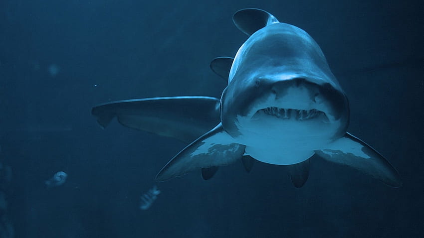Scary shark ...motaen, scary sharks HD wallpaper
