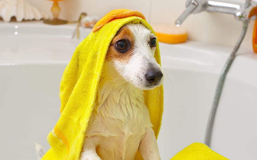 Най-добрите 4 подстригвания на бедрата, баня за кучета HD тапет