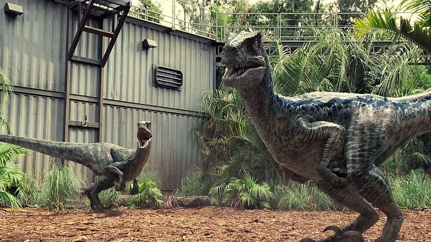 Velociraptor de Jurassic Park, azul el raptor fondo de pantalla