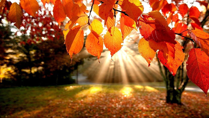 Fall make your screen shine brighter, autumn HD wallpaper