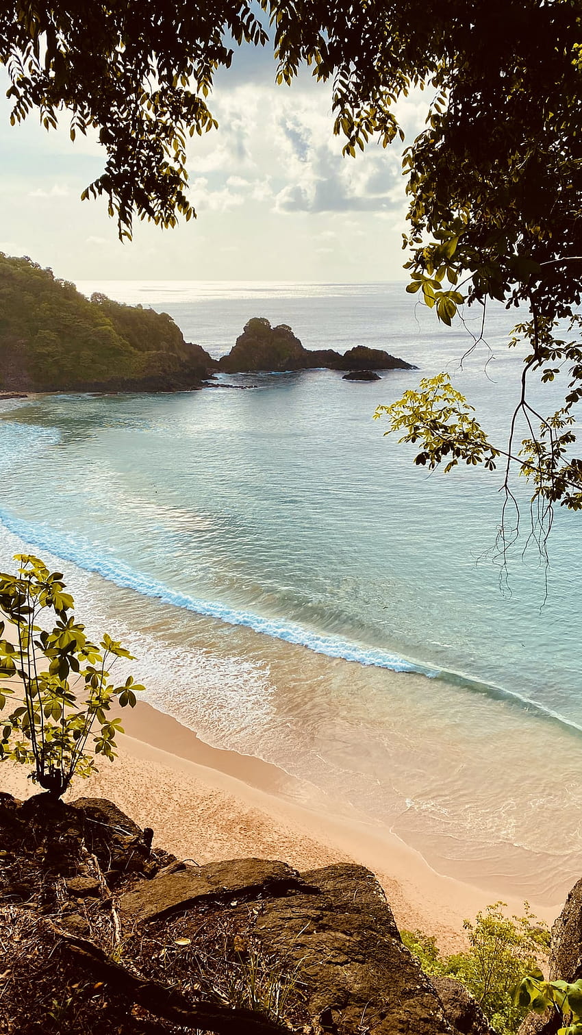 낮 동안 수역 근처의 갈색 모래 위의 푸른 나무 – Fernando de noronha HD 전화 배경 화면