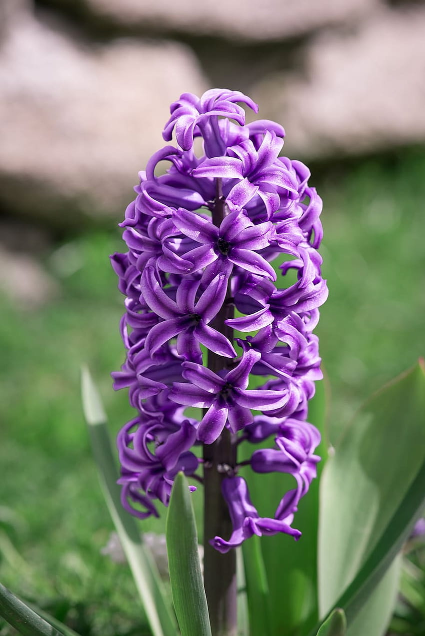 : hyacinth, purple, violet, spring, nature, flowers, violet hyacinths flowers HD phone wallpaper