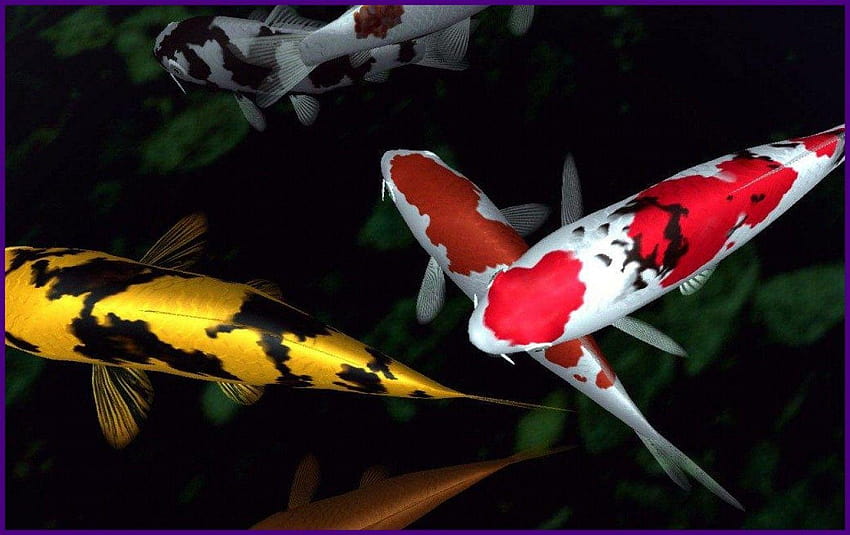 Maravilhosa Koi Of Japanese Fish Pond Inspiration papel de parede HD
