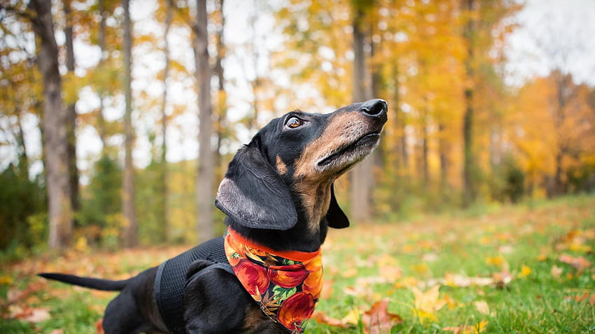 1920x1080 dachshund, dog, shawl, grass, doxies HD wallpaper
