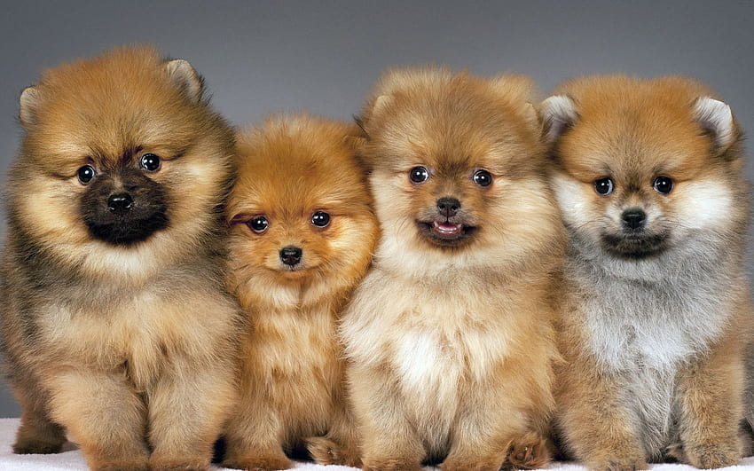 Teacup Puppies, pomeranian teacup dogs HD wallpaper