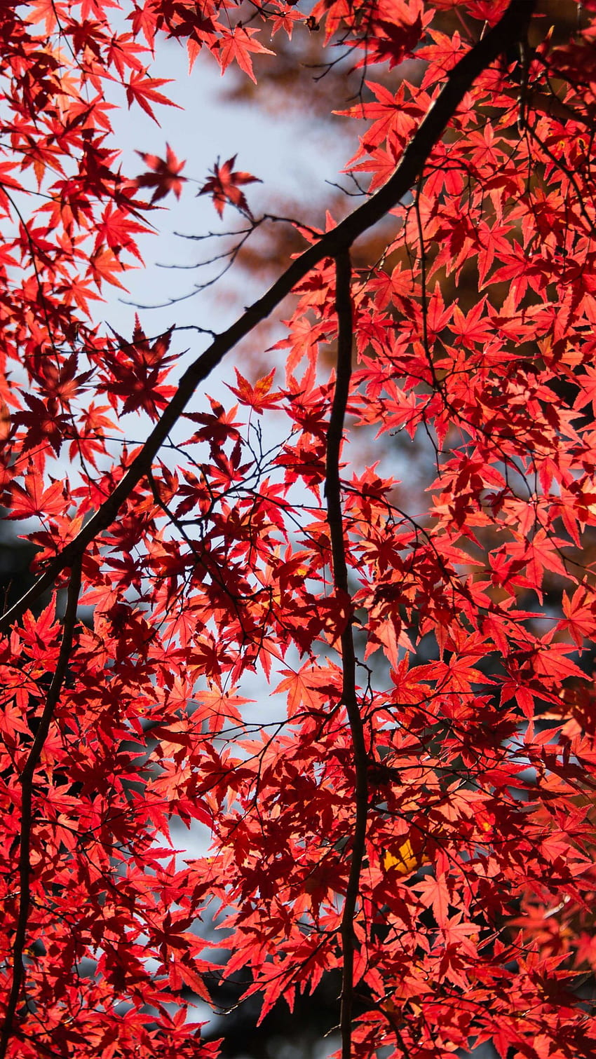 prompthunt: Falling Red maple leaf​ in autumn, ultra​ realistic, ultra​  details, ultra​ Quality, ultra​ ray, ultra​ lighting, ultra​ reflections,  ultra​ texture, Idyllic​ place, 8k​ render