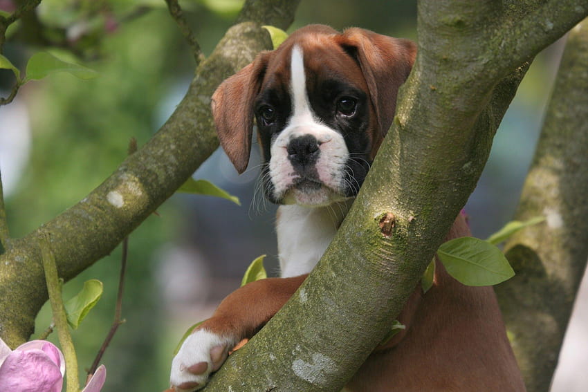 Boxer Puppy, boxer puppies HD wallpaper