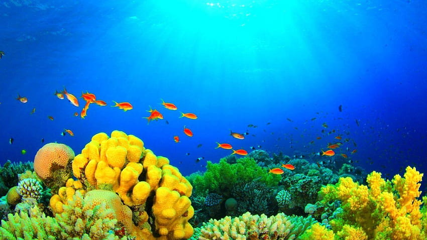 Fishes: Corals Sea Seabed Ocean Underwater Tropical Fish Screen HD wallpaper