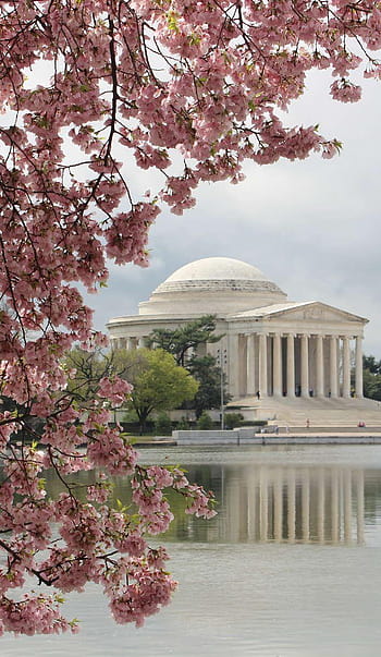 Cherry blossom wallpaper! 🌸⼋📲 - Washington Wizards