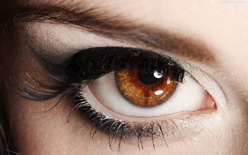 Brown Eyes, pupils HD wallpaper