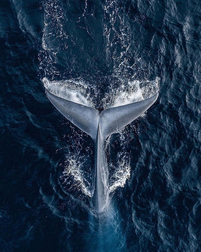 екрани за заключване на китове, естетичен кит HD тапет за телефон