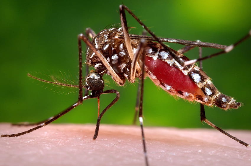 증거에 따르면 Zika 바이러스를 옮길 수 있는 모기가 온타리오에 서식하고 있을 수 있습니다. HD 월페이퍼