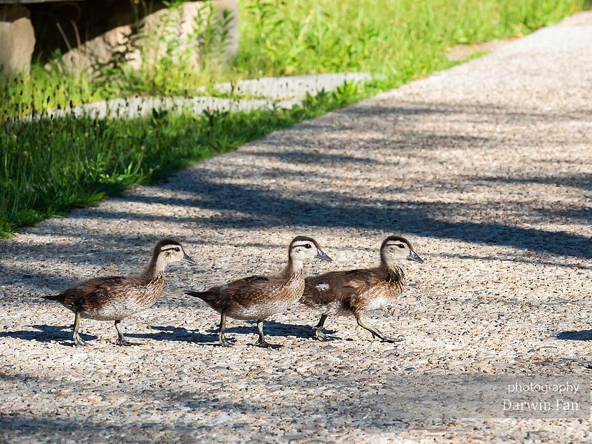 Baby Wood Ducks, Kathryn Albertson Park, Summer 2020 HD wallpaper