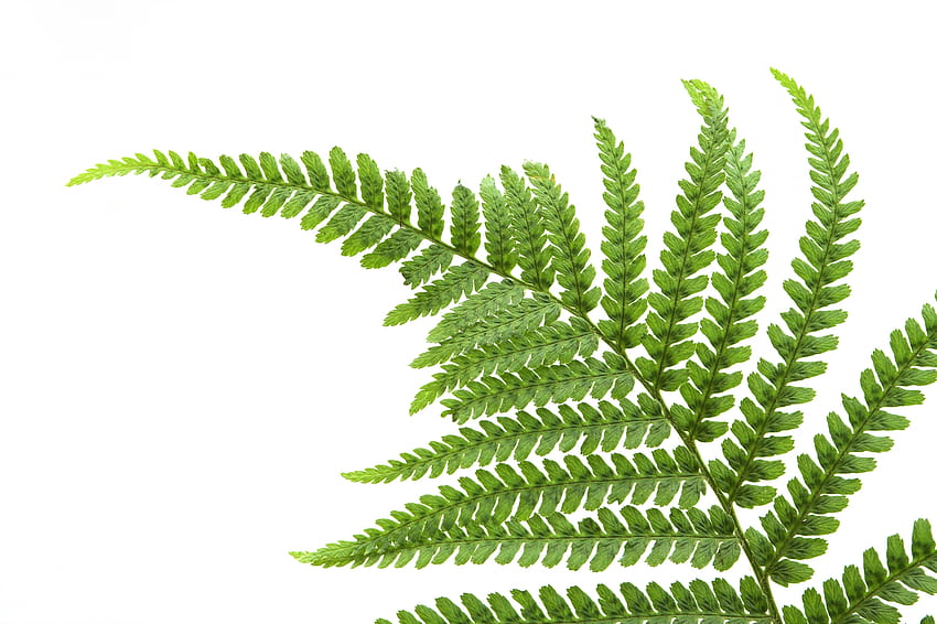 Fern Leaf 2550x1698, green fern leaf HD wallpaper