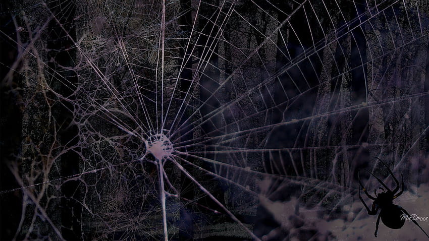 Latar belakang jaring laba-laba, laba-laba yang menakutkan Wallpaper HD