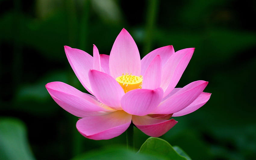 lotus flower background HD wallpaper