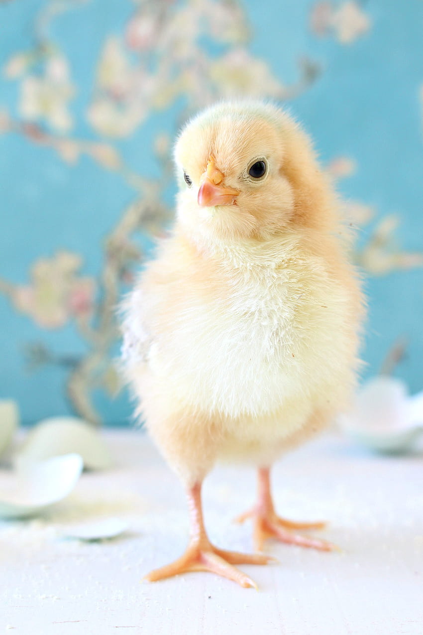 Spring Baby Chick, pollo primaverile Sfondo del telefono HD
