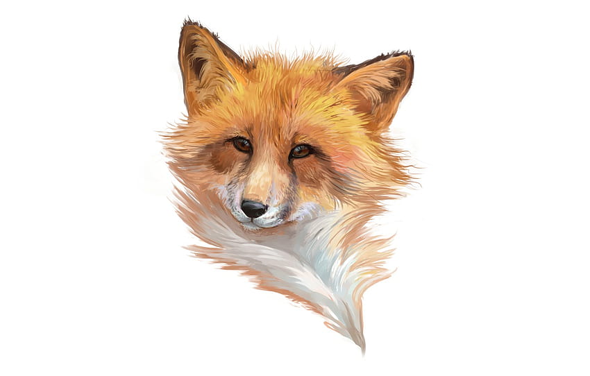 face, minimalism, Fox, white background, fox , section минимализм, fox face art HD wallpaper