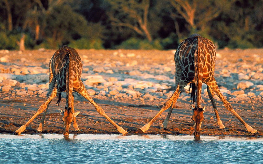 Naturaleza: Fauna africana para, vida salvaje fondo de pantalla