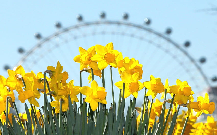 Daffodils, Blooming, Spring, In, London, For, พื้นหลัง, เต็ม, พื้นหลัง Iphone, นามธรรม, สีสัน, 1920x1200, daffodils spring วอลล์เปเปอร์ HD
