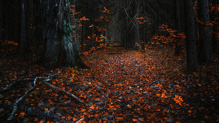 Есен на куче, тъмна академична есен HD тапет